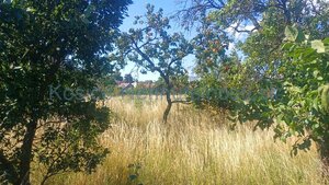Stavebná parcela 1281m2 intravilán, Malé Ozorovce, okr. Trebišov — foto 1