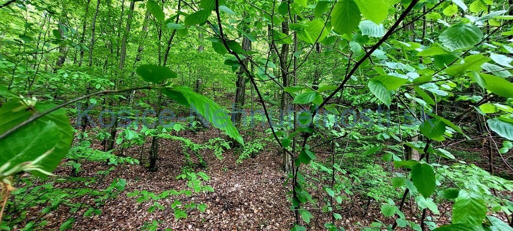 Predaj chata 40 m2 s pozemkom 2000 m2 Nižný Klátov pri meste Košice — foto 31