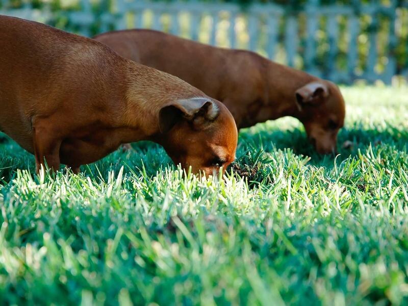 Pozemok 975 m² na sídlisku, Levice — foto 4