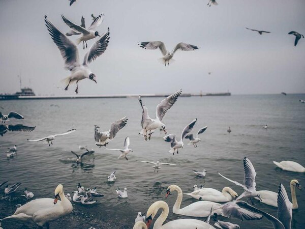 Pozemok 2774 m² na sídlisku, Michalovce