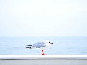 Rodinný dom v centre, Michalovce — foto 3