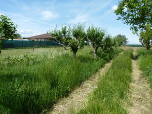 Predaj, stavebný pozemok, Šaľa, Močenok — foto 1