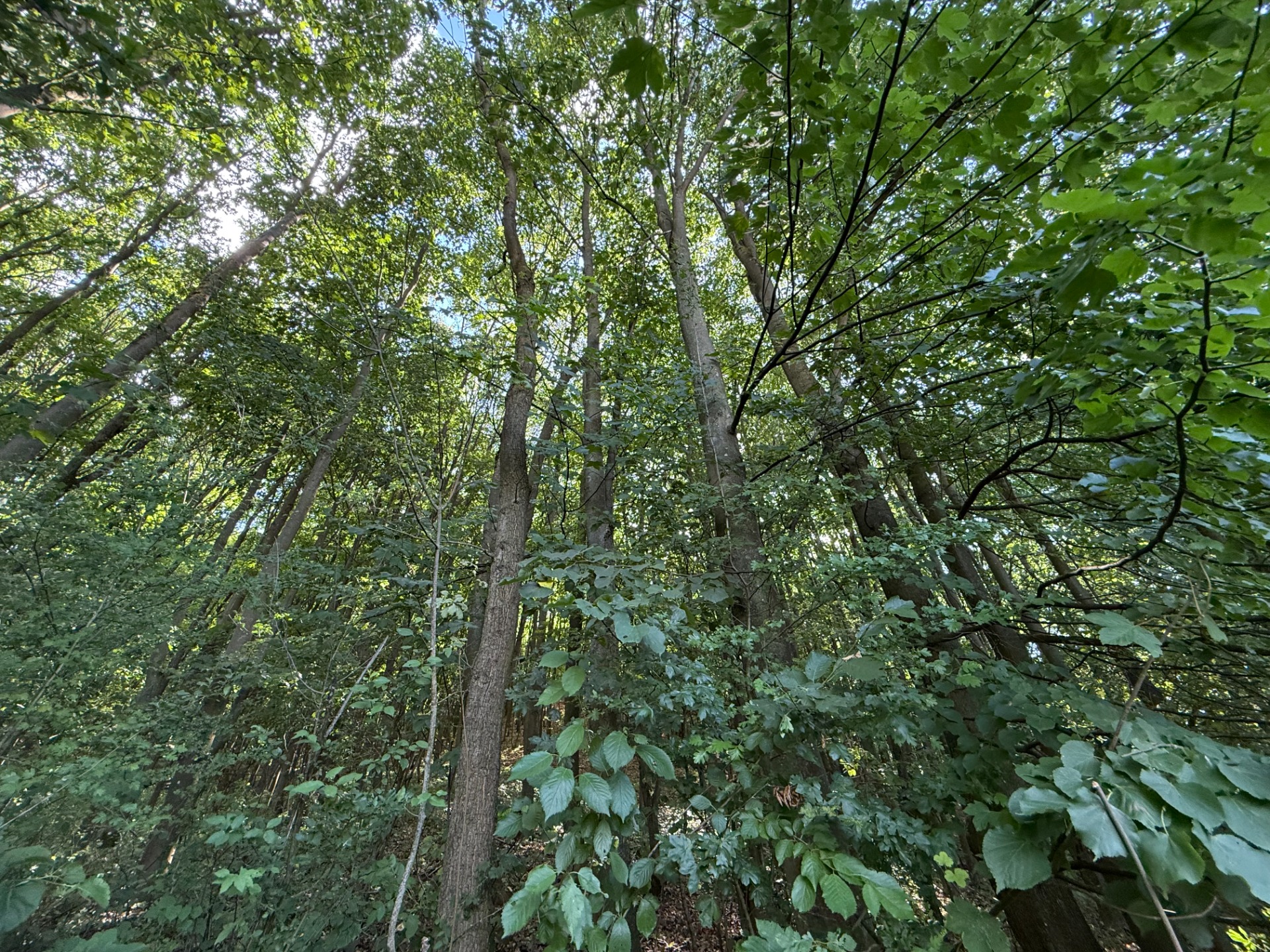 Jedinečný pozemok v krásnom prírodnom prostredí – 2,3 ha, Myjava — foto 7