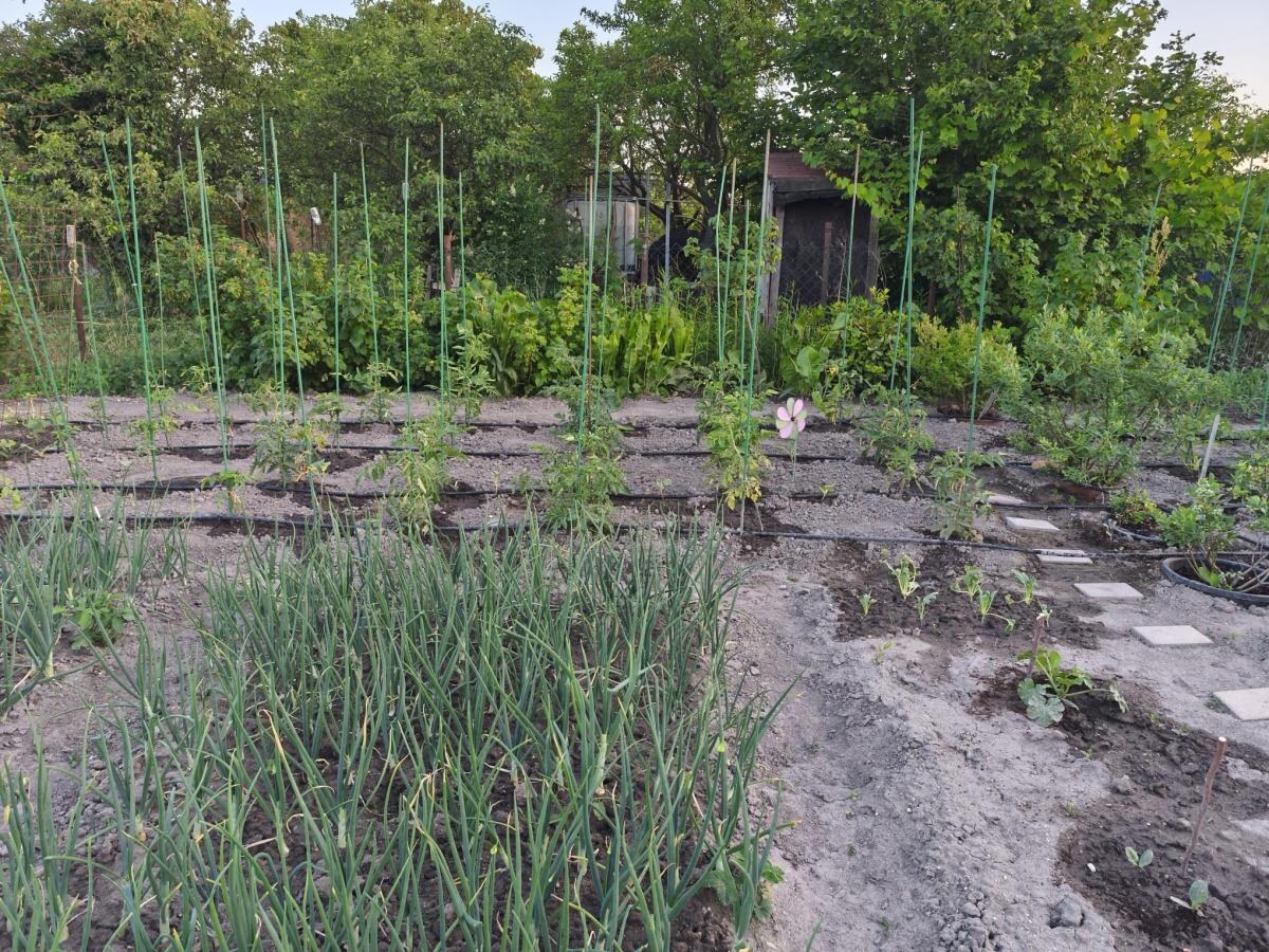 Veľká slnečná záhrada 650 m² – chatka, elektrina a vlastná studňa – Žabí Majer — foto 24