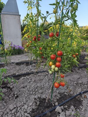 Veľká slnečná záhrada 650 m² – chatka, elektrina a vlastná studňa – Žabí Majer — foto 22